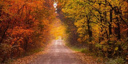 en väg som går genom en skog på hösten